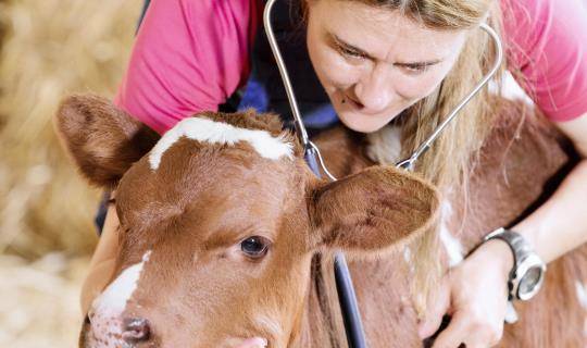 Female livestock veterinarian examines calf