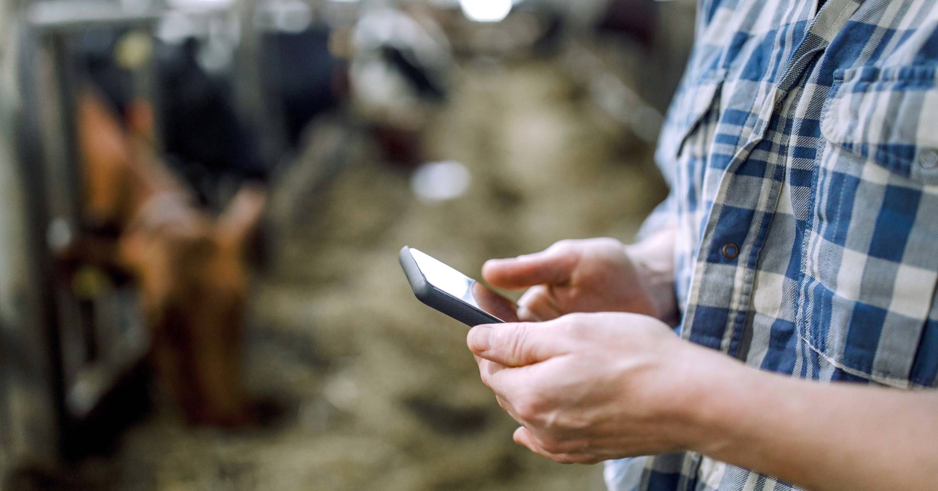Livestock producer holding phone with cattle in background