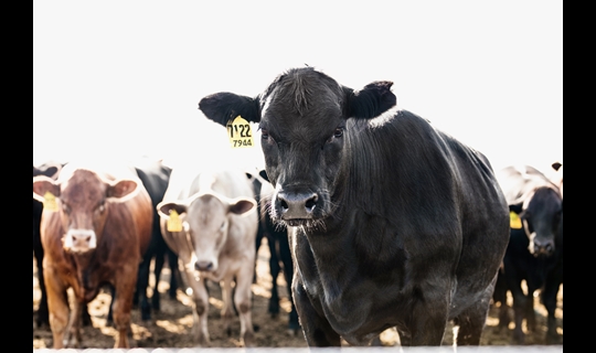 Close up of black cow with multi-coloured cattle in the background