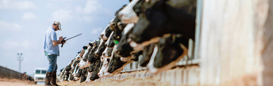 man with clipboard standing in front of cows
