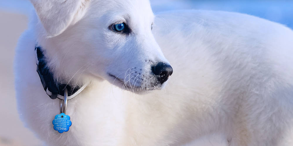 MWI Animal Health | Animal health distributor and technology solutions ...