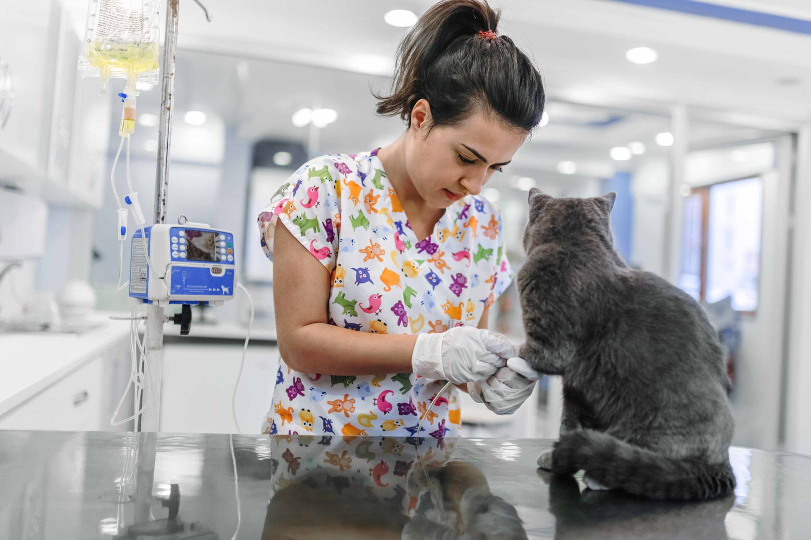 Vet tech putting IV in a cat's leg