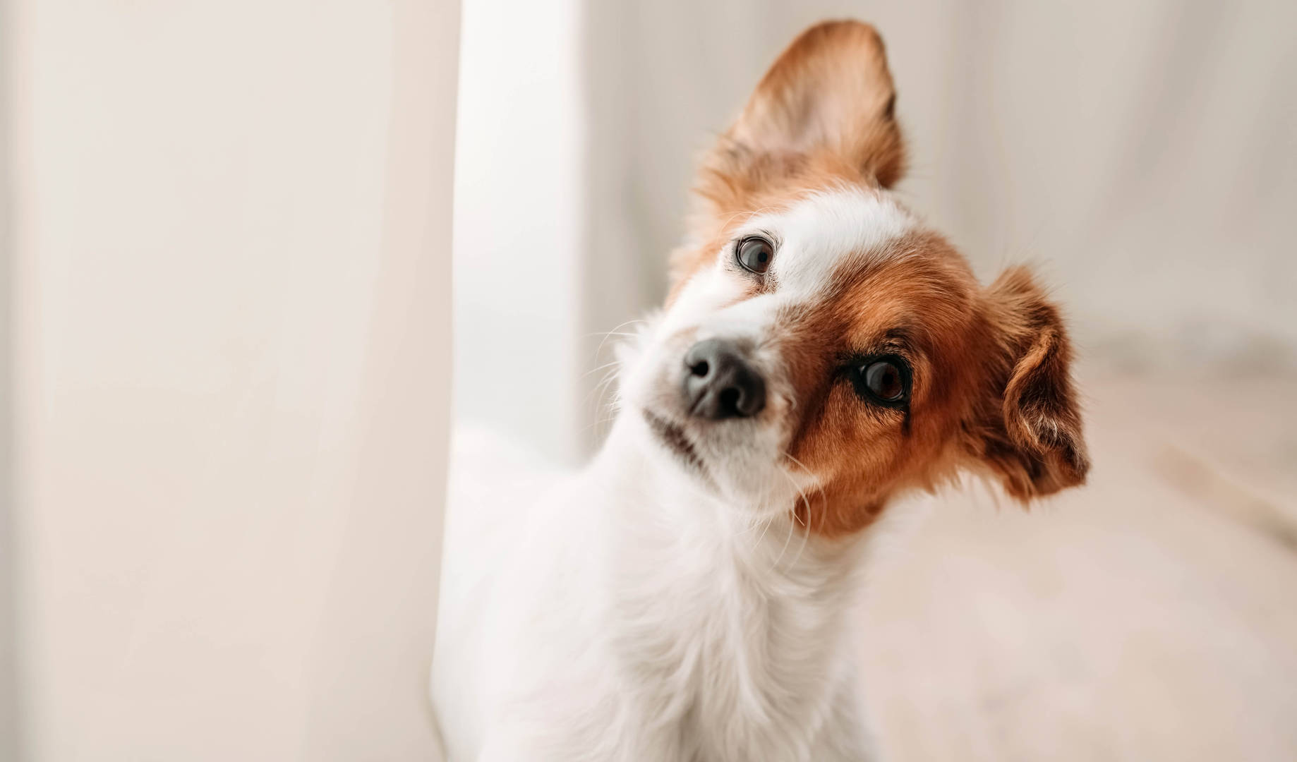 Brown and white puppy
