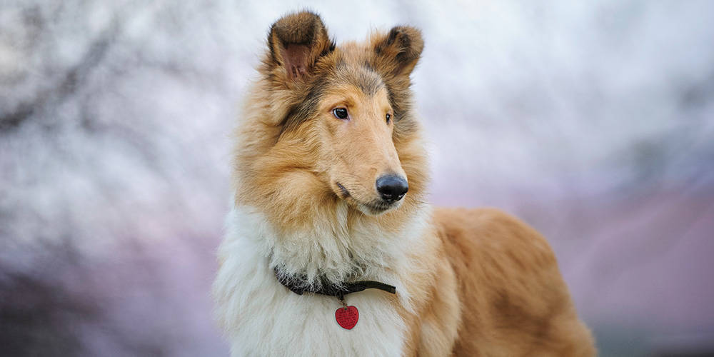 MWI Animal Health Animal Health distributor for companion animals