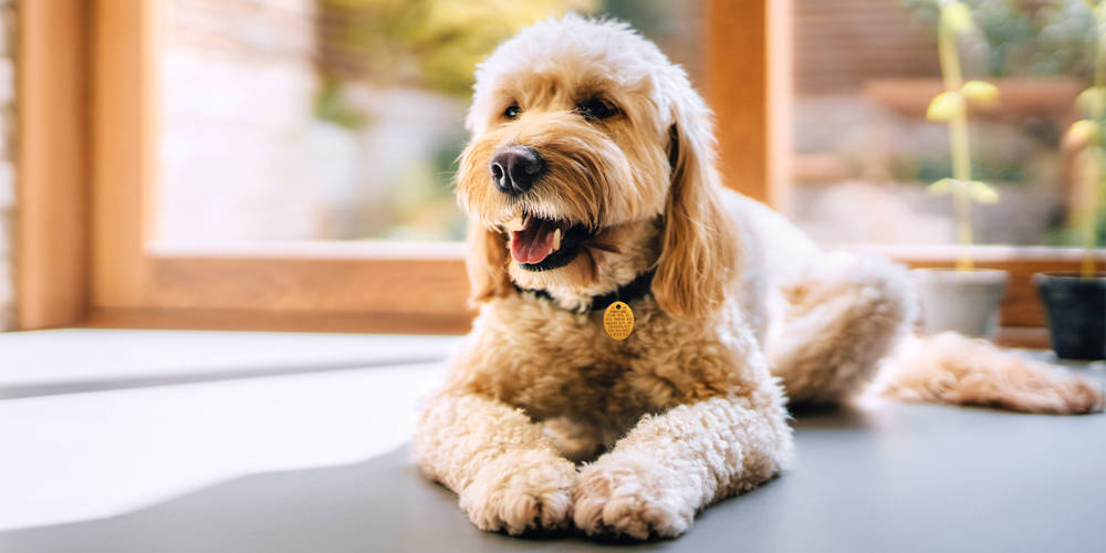 doodle dog wearing orange oval rabies tag