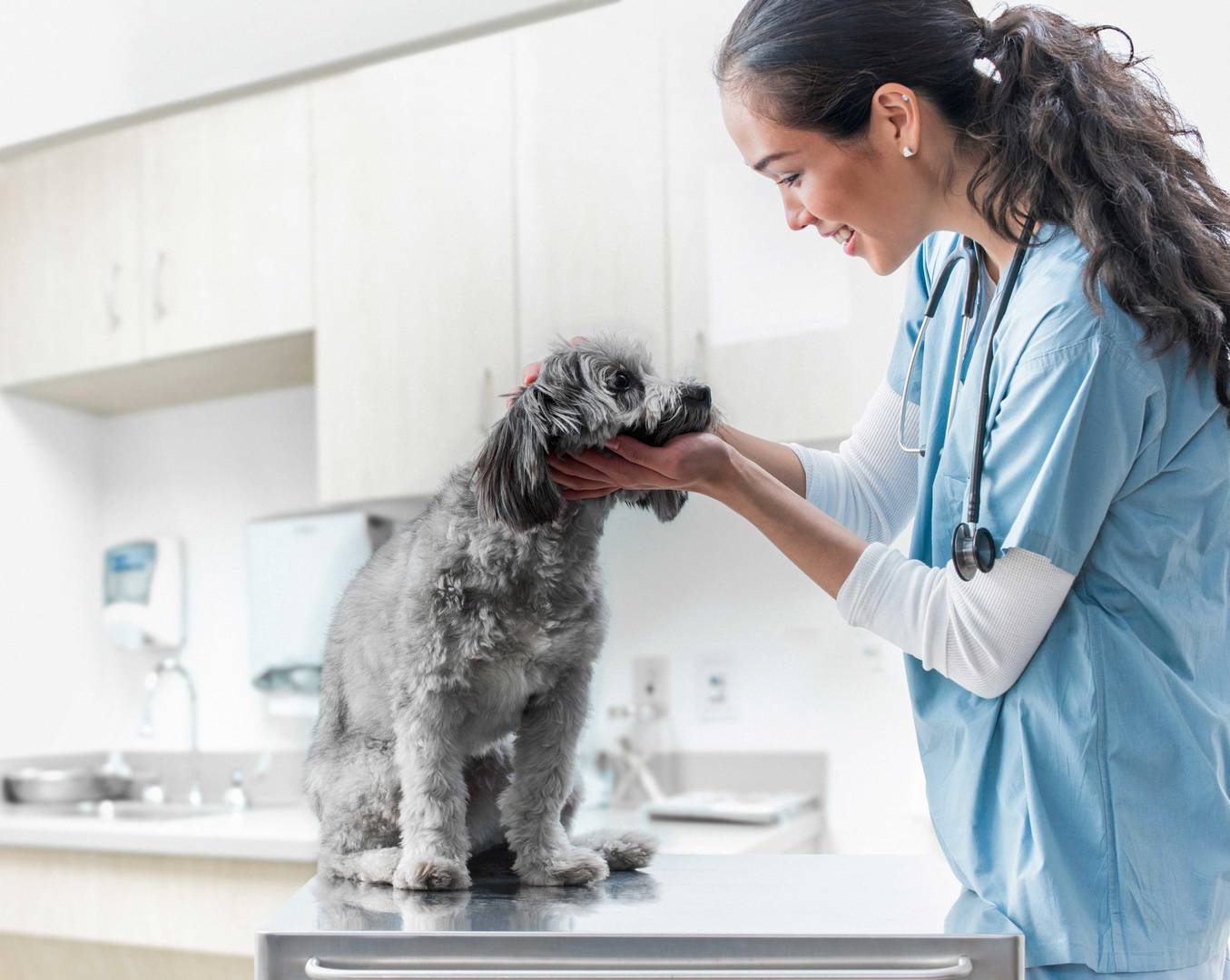 Veterinarian examining dog in hospital