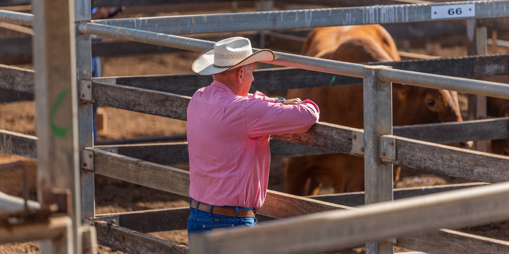 Mwi Veterinary Supply Catalog