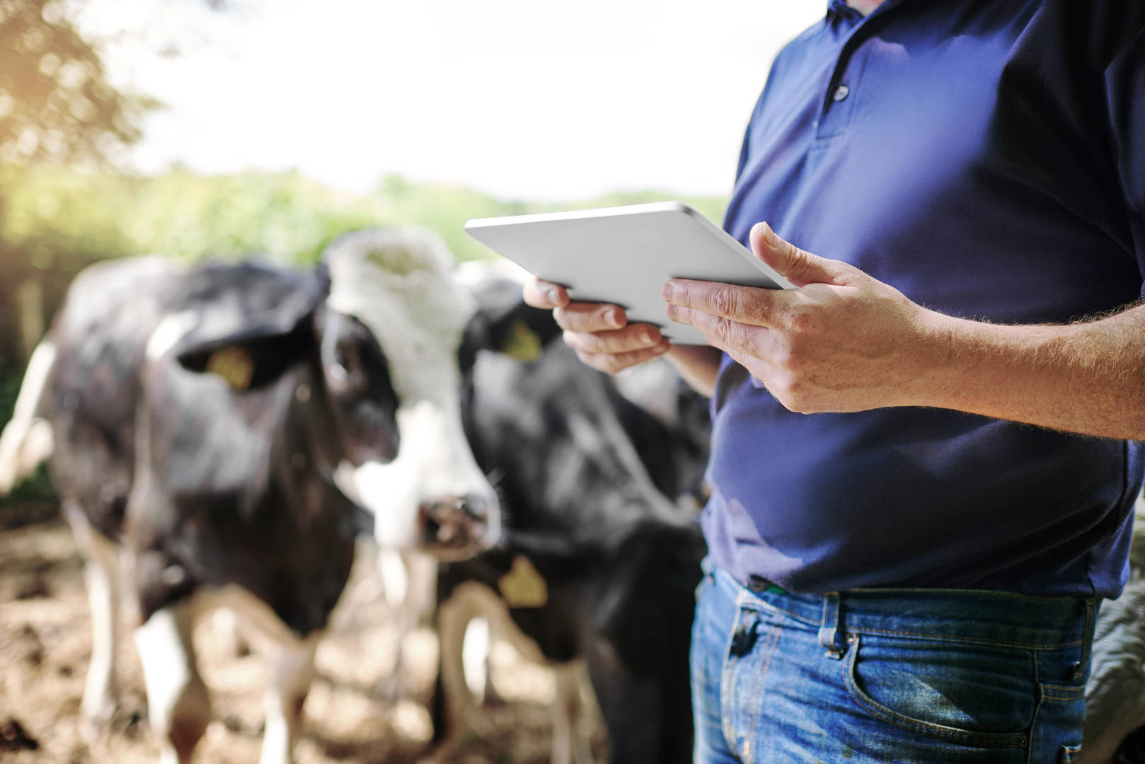 cows and man holding tablet
