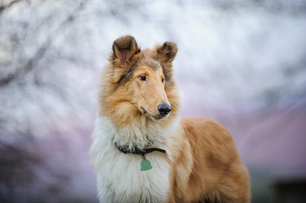 Mwi Animal Health Animal Health Distributor For Companion Animals