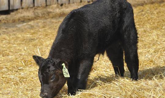 black calf eating hay