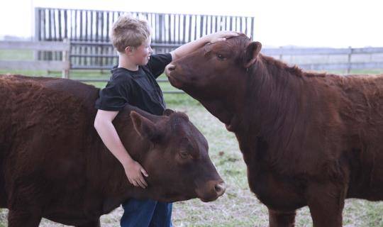 young boy petting cows