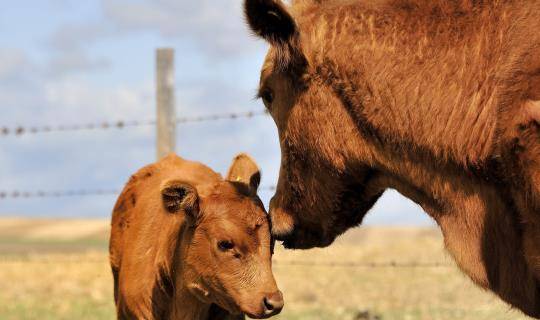 young brown calf with female cow