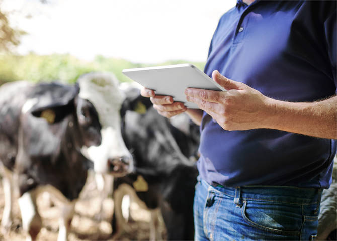 man standing by cows looking at his tablet