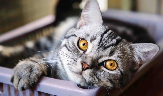 Small American short hair cat laying in a basket