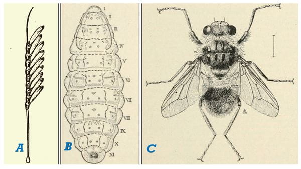 Whatever happened to cattle grubs?