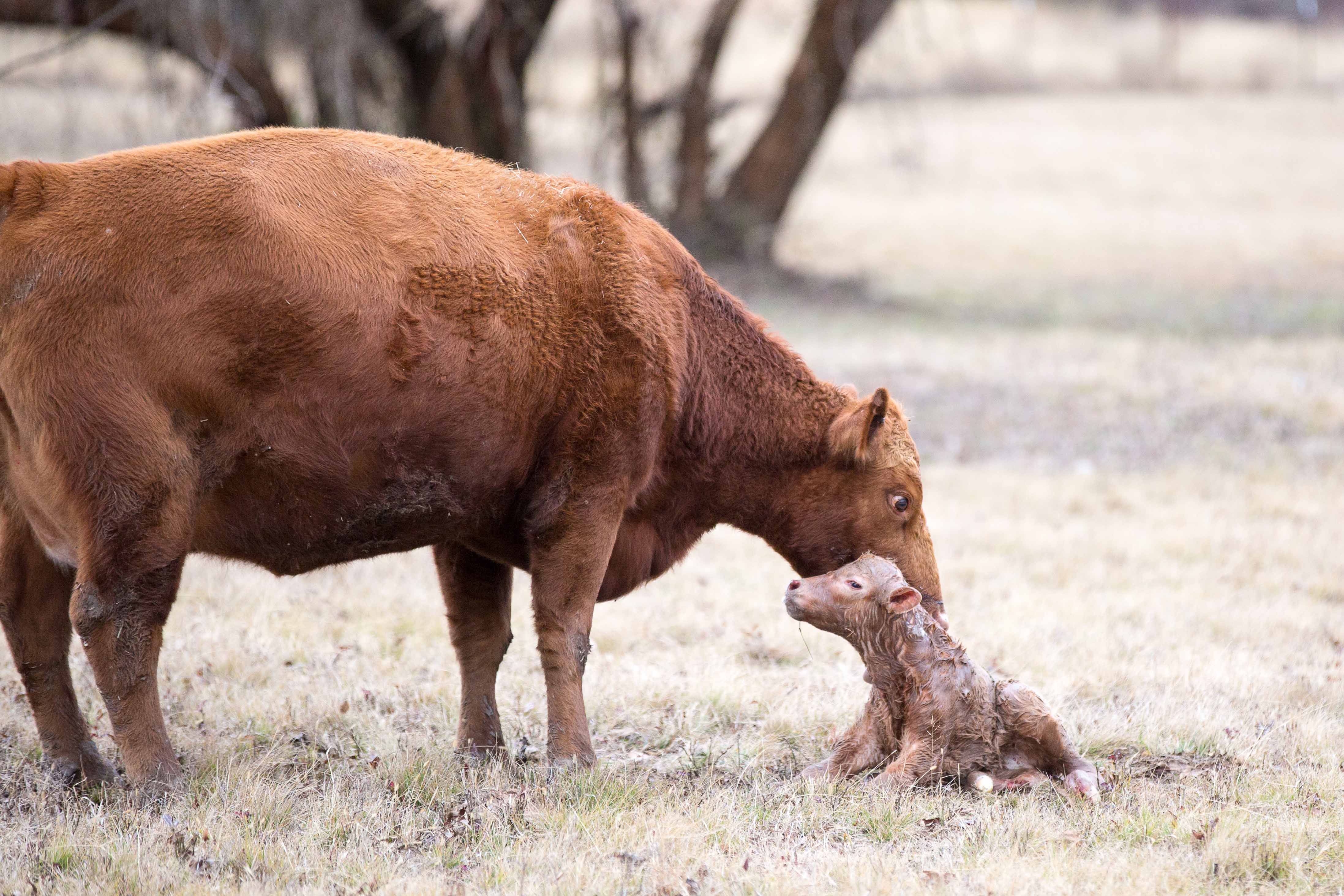 Brush Up On Calving Basics brush-up-on-calving-basics