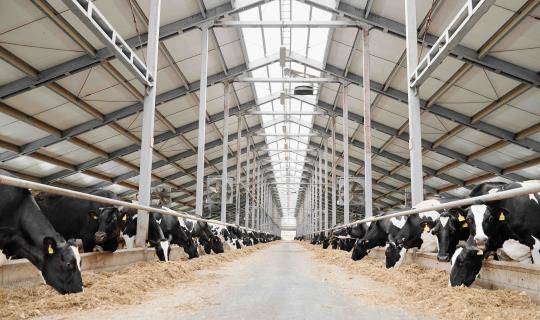 dairy cattle feeding