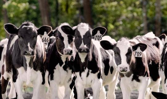 Holstein calves