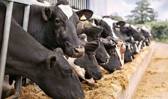 Friesian cows feeding from trough on dairy farm