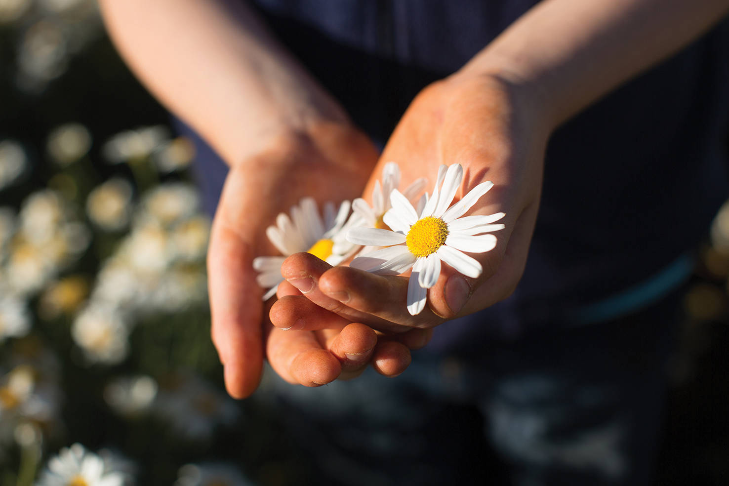 Daisies in Hand