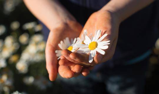 Daisies in Hand