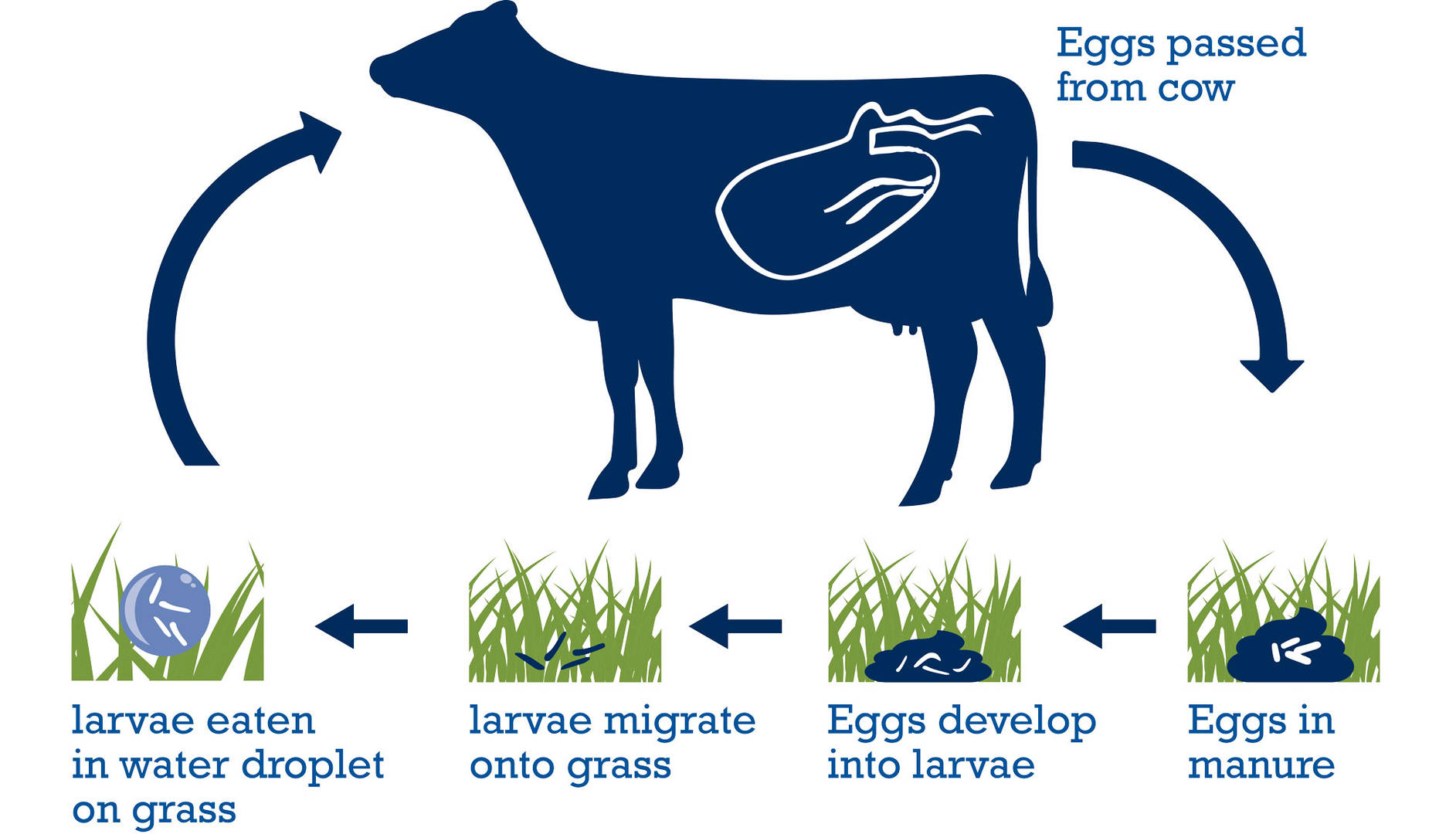 Dewormers for Beef and Dairy Cattle MWI Animal Health