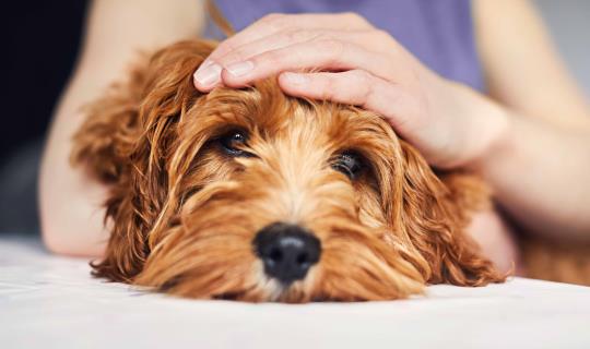 Woman holding her pet puppy dog as he looks at the camera with her hand on his head