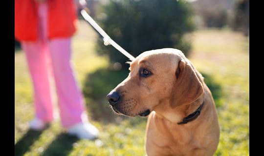 person walking dog outside