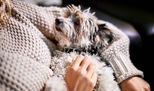 Close-up of woman cuddling with lap dog at home
