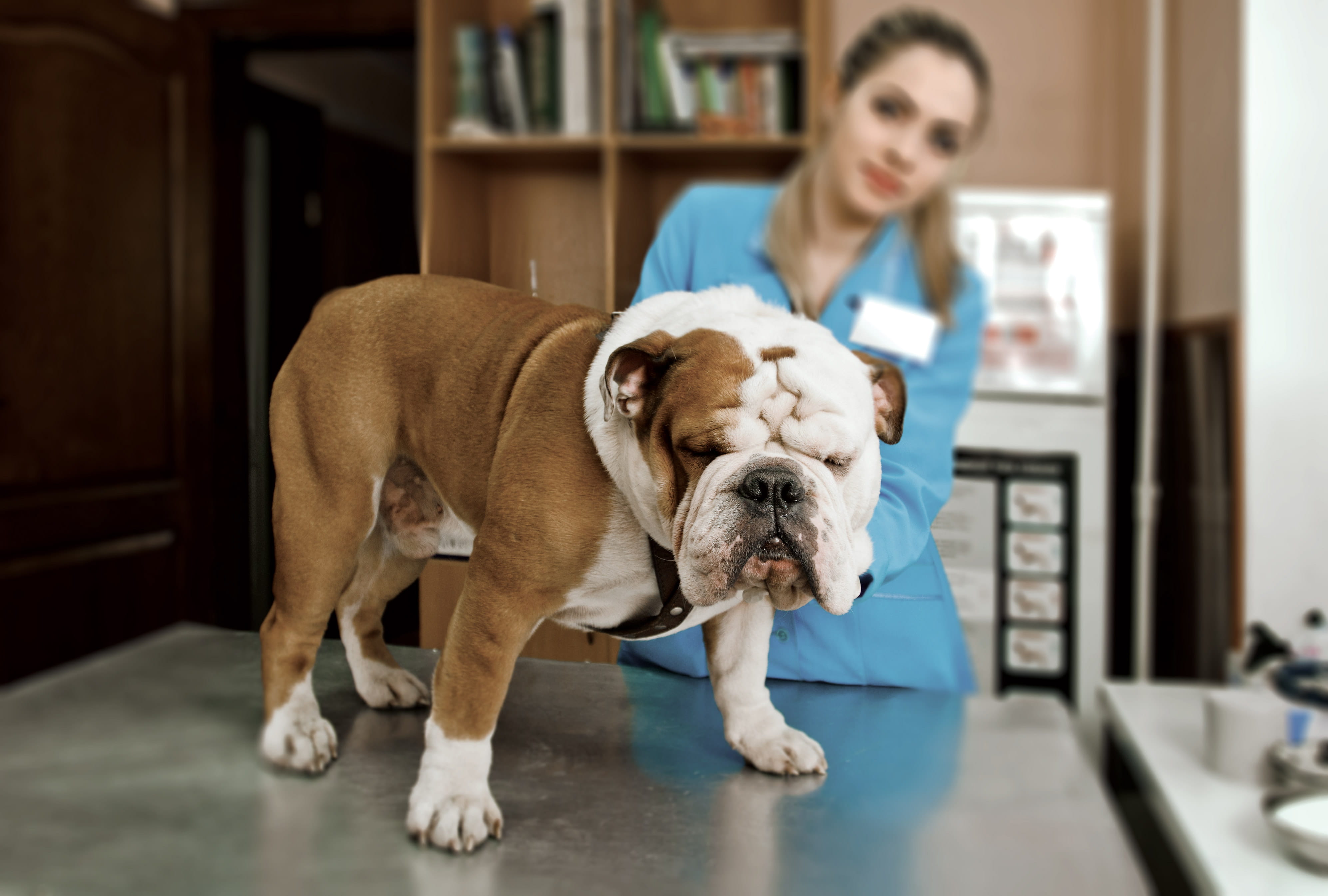 21st Century Topical Management of Superficial Pyoderma