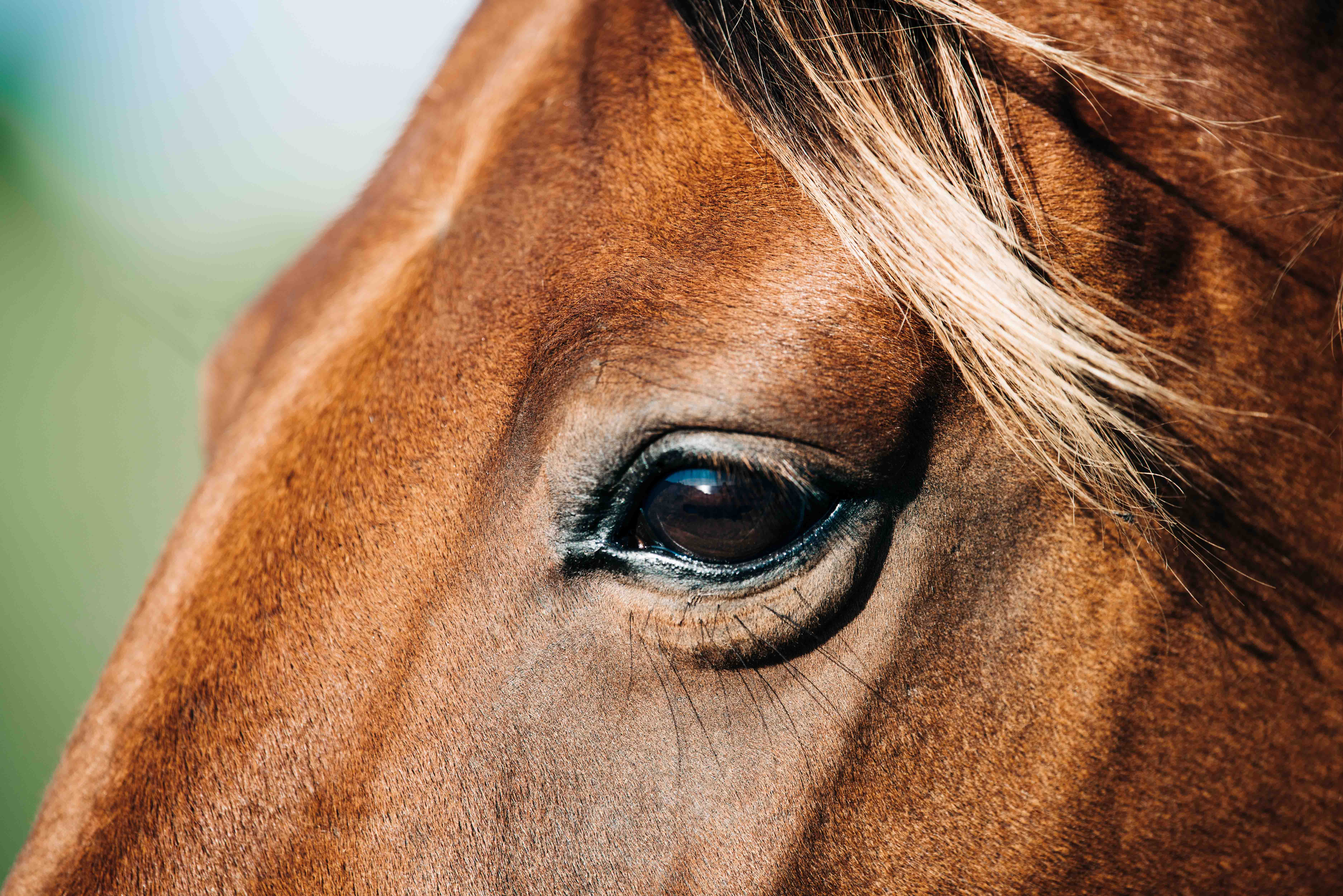 close up of horse in the sunshine