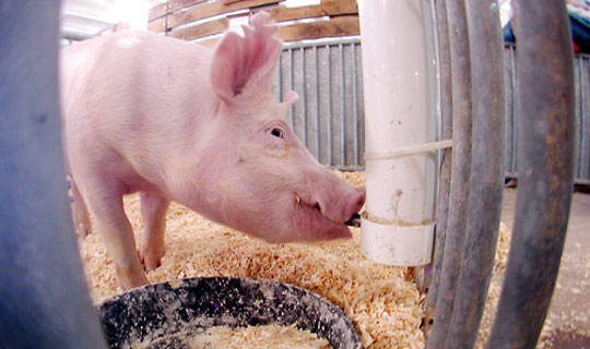 fieldnotes-swine-water-card