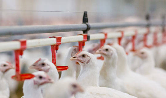 fieldnotes-water-card