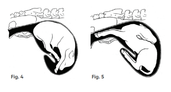 Normal Calving Position Brush up on calving basics