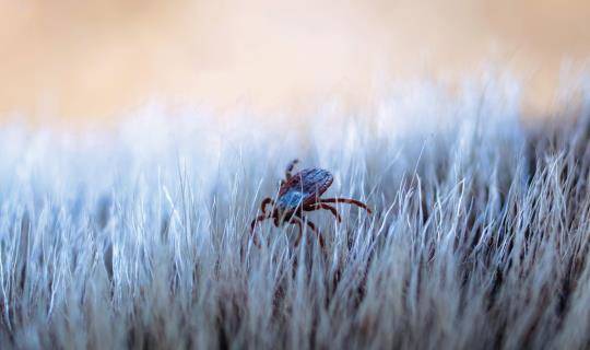 tick on dog's fur