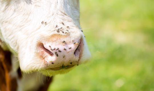 flies on cow nose
