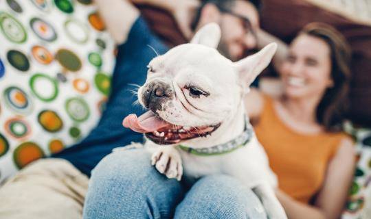 french bulldog couple