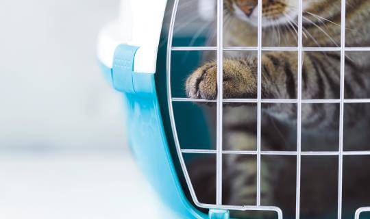 cat in travel carrier