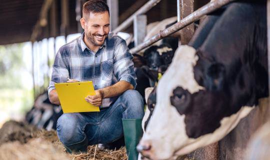 Veterinarian with clipboard with cow in feedyard