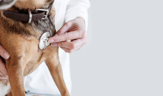 Dog getting check-up