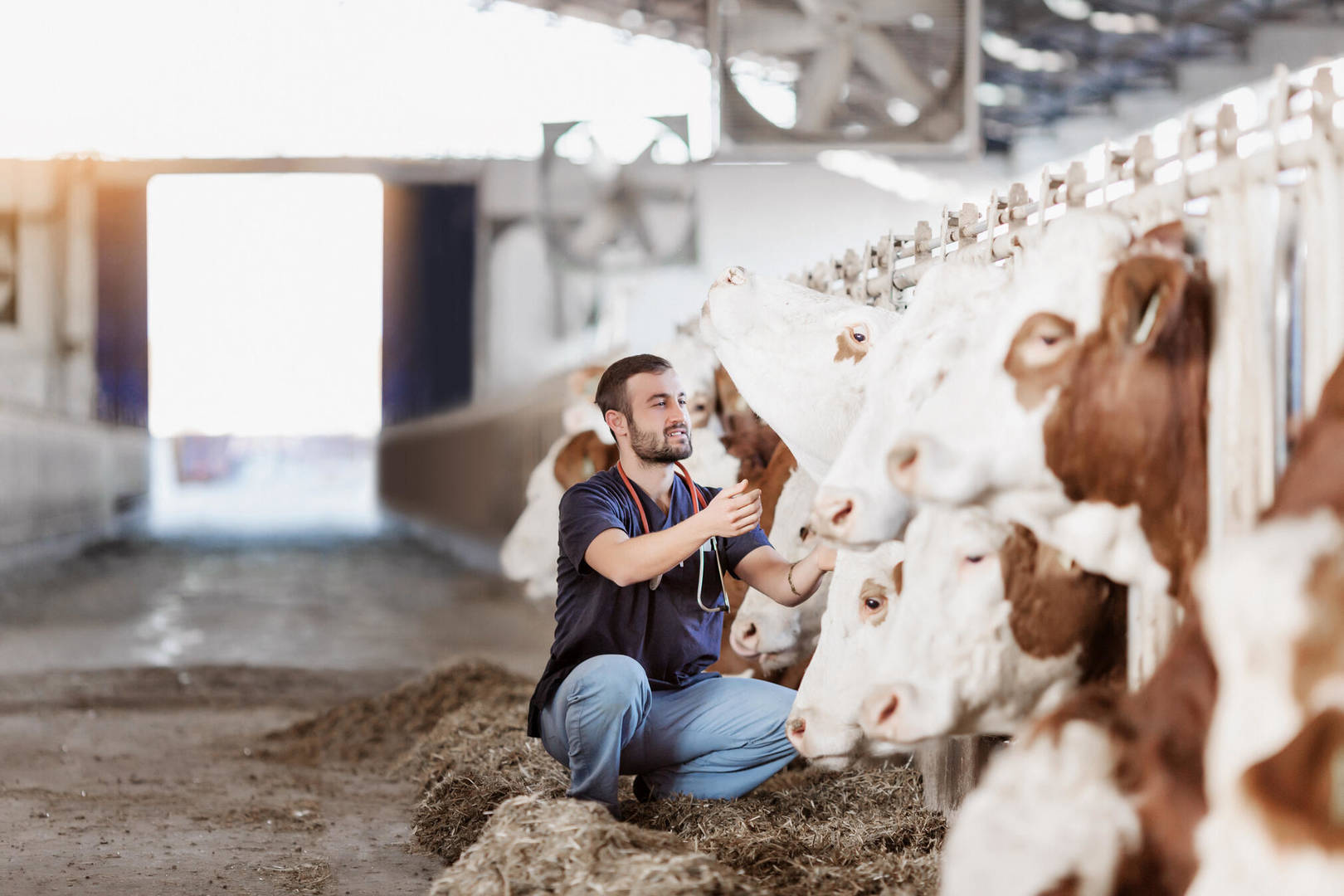 Veterinarian examines cattle