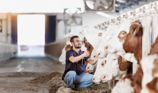 Veterinarian examines cattle