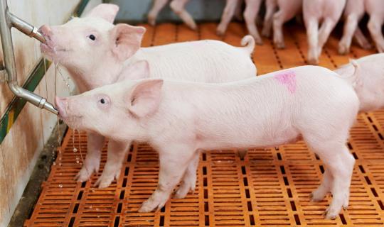 Group of young piglet drinking water at pig breeding farm