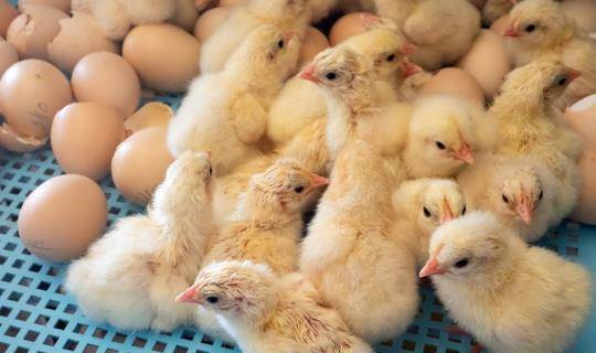 hatched chicks