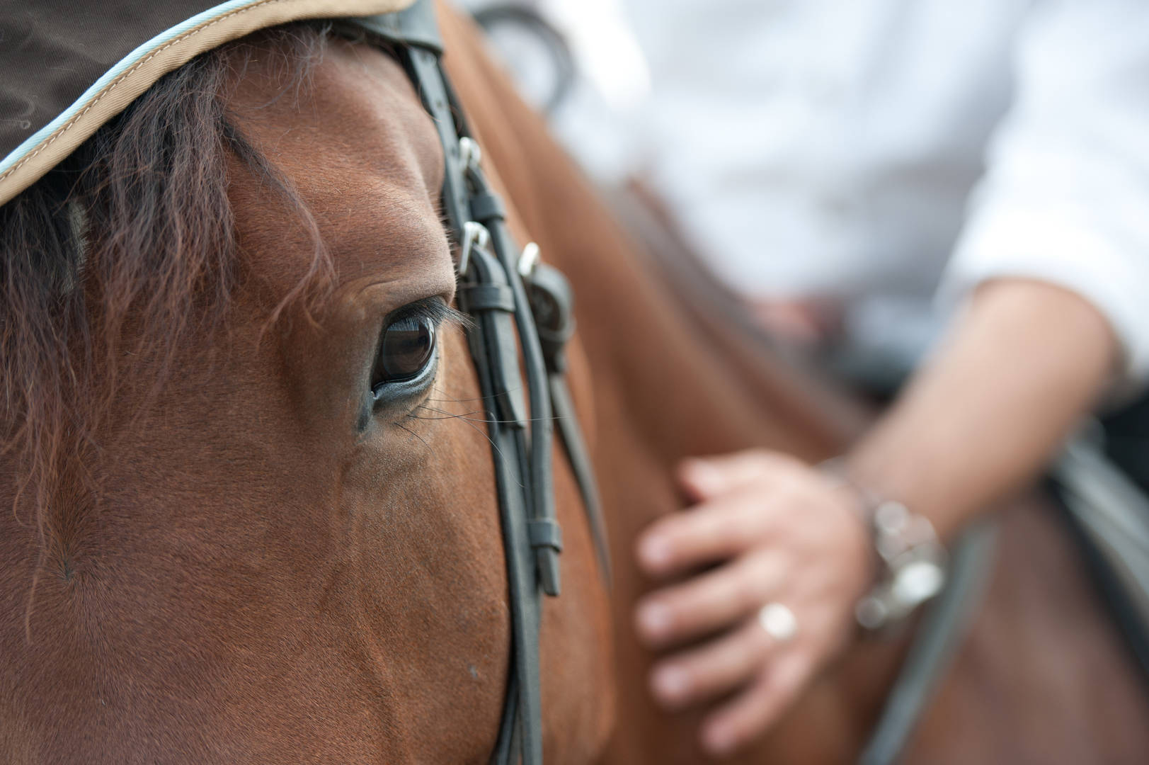 Equine Microchip Don’t Skip the Equine Chip