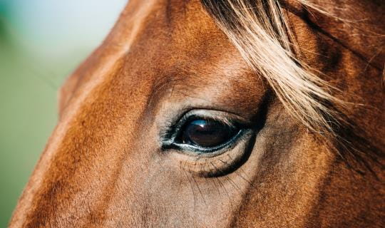Close-up of a horse's face in the sunlight