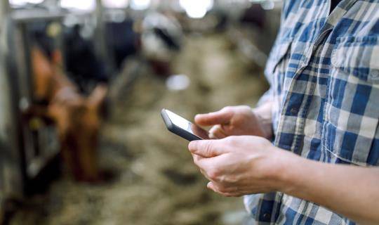 man on mobile phone on feedlot