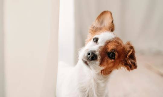 cute jack russell dog standing by window in new home