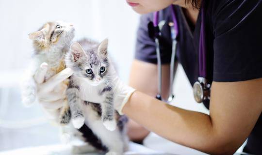 kitten exam