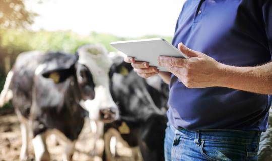 Livestock producer using a digital tablet on his farm